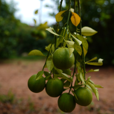 krushika aspire maamara guava